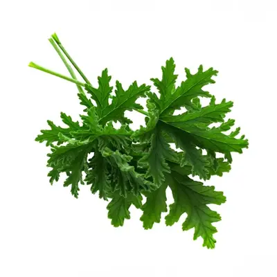 ブルボンゼラニウム