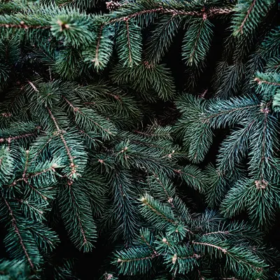 ミッドナイトパインアコード