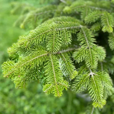 バルサムモミアブソリュート