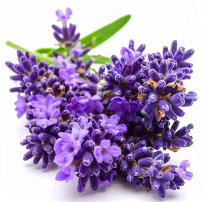 ラベンダーハート