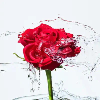 ジューシーなローズノート