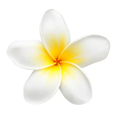 フランジパニの花