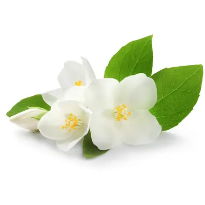 ジャスミンの花