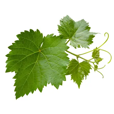 グレープバイン