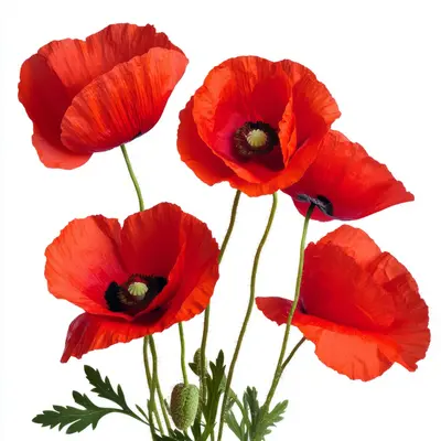 スカーレットポピー