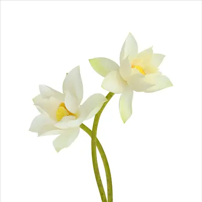 ホワイトロータスアコード