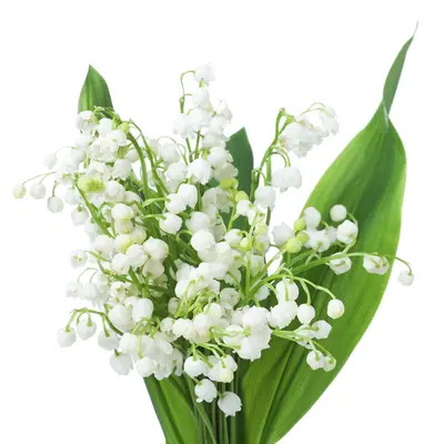 スズランアコード