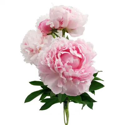 ペオニーアコード