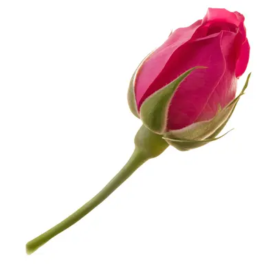 ローズバッドアコード