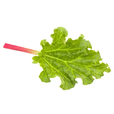 ルバーブリーフ