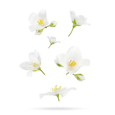ジャスミンの花びら
