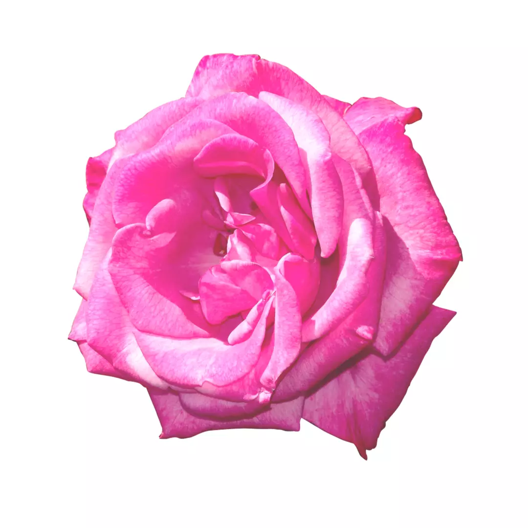 ドルチェアンドガッバーナ　スカーフ　バラ　薔薇　ローズ　ピンク　時計 ドルチェ＆ガッバーナ ビューティ22年春フレグランス、“ピンクの