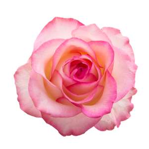 Christian Dior ローズ薔薇 ブラウン × アイボリー × ピンク Christian Dior ローズ薔薇 ブラウン × アイボリー × ピンク