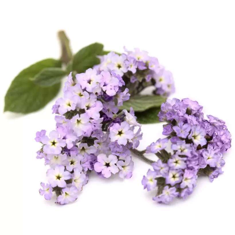 ノビヤカ - パルファンサトリ (PARFUM SATORI) | カラリア