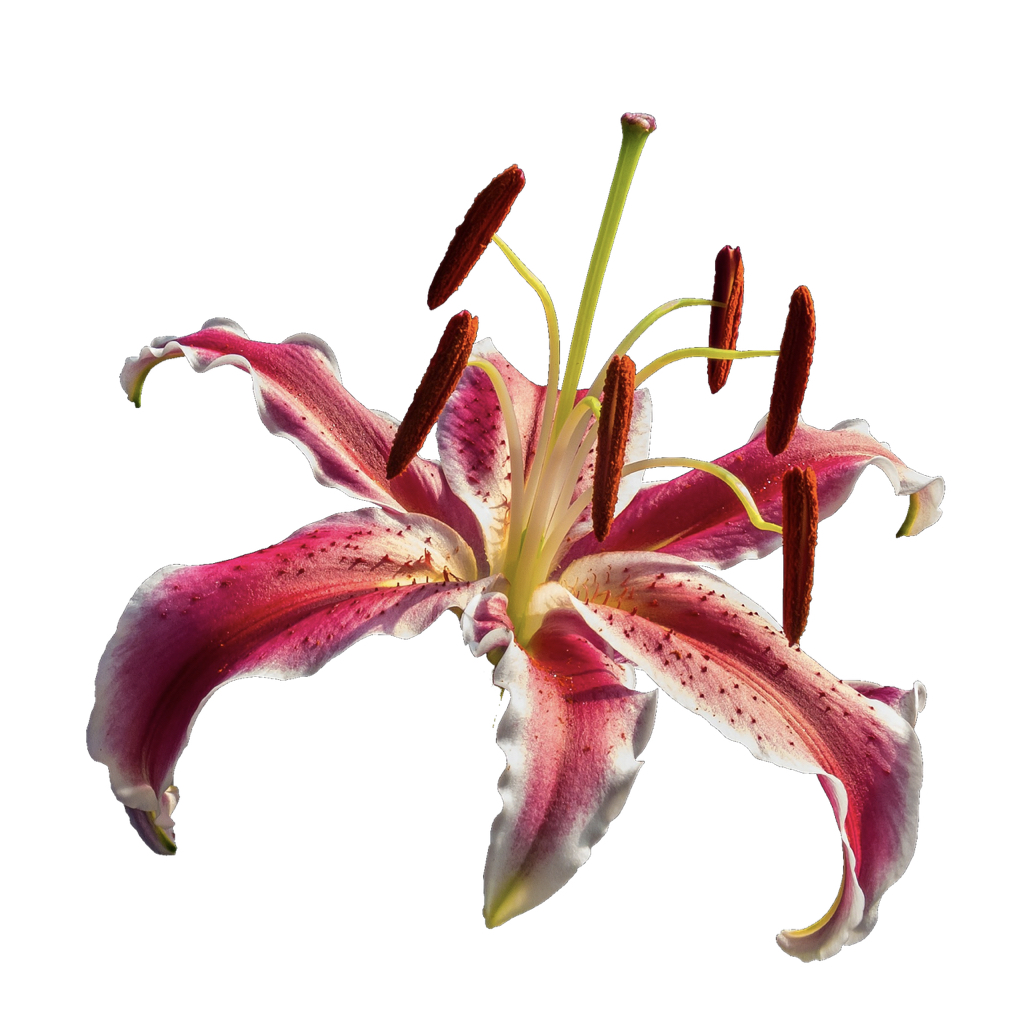 エリザベサン ローズ 香水 | ペンハリガン | お試しサイズ | カラリア