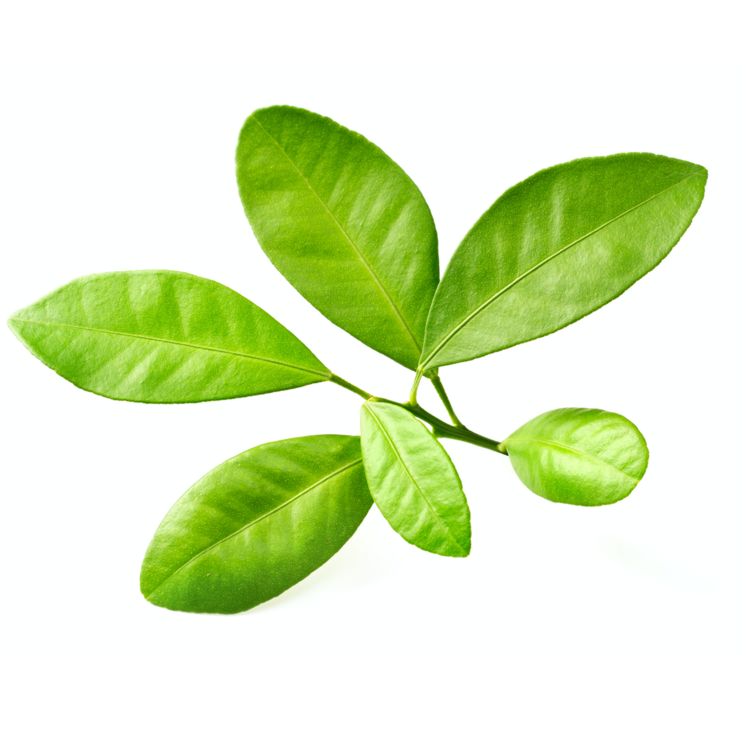 ジ インピュデント カズン マシュー - ペンハリガン (PENHALIGON'S