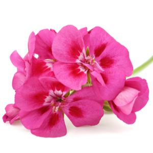 クリーン リザーブ テラウッズ - クリーン (CLEAN) | カラリア