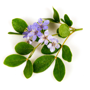 パチュリ アブソリュ オード パルファム スプレィ - トム