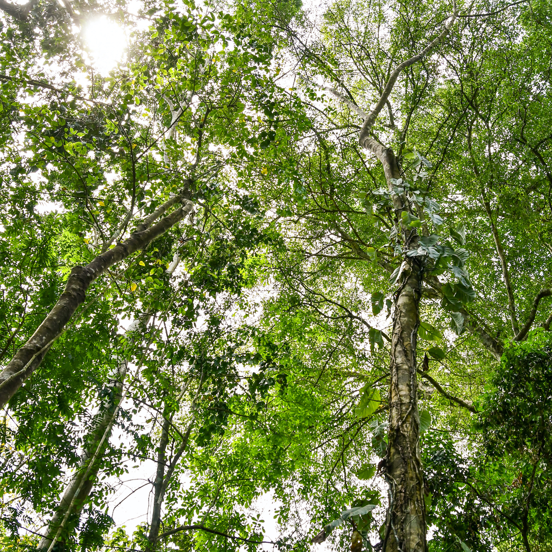 バーバリー ブリット フォーヒム オードトワレ - バーバリー
