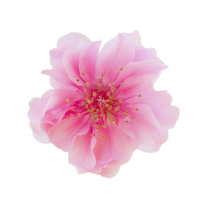 バーバリー ハー ブロッサム オードトワレ - バーバリー