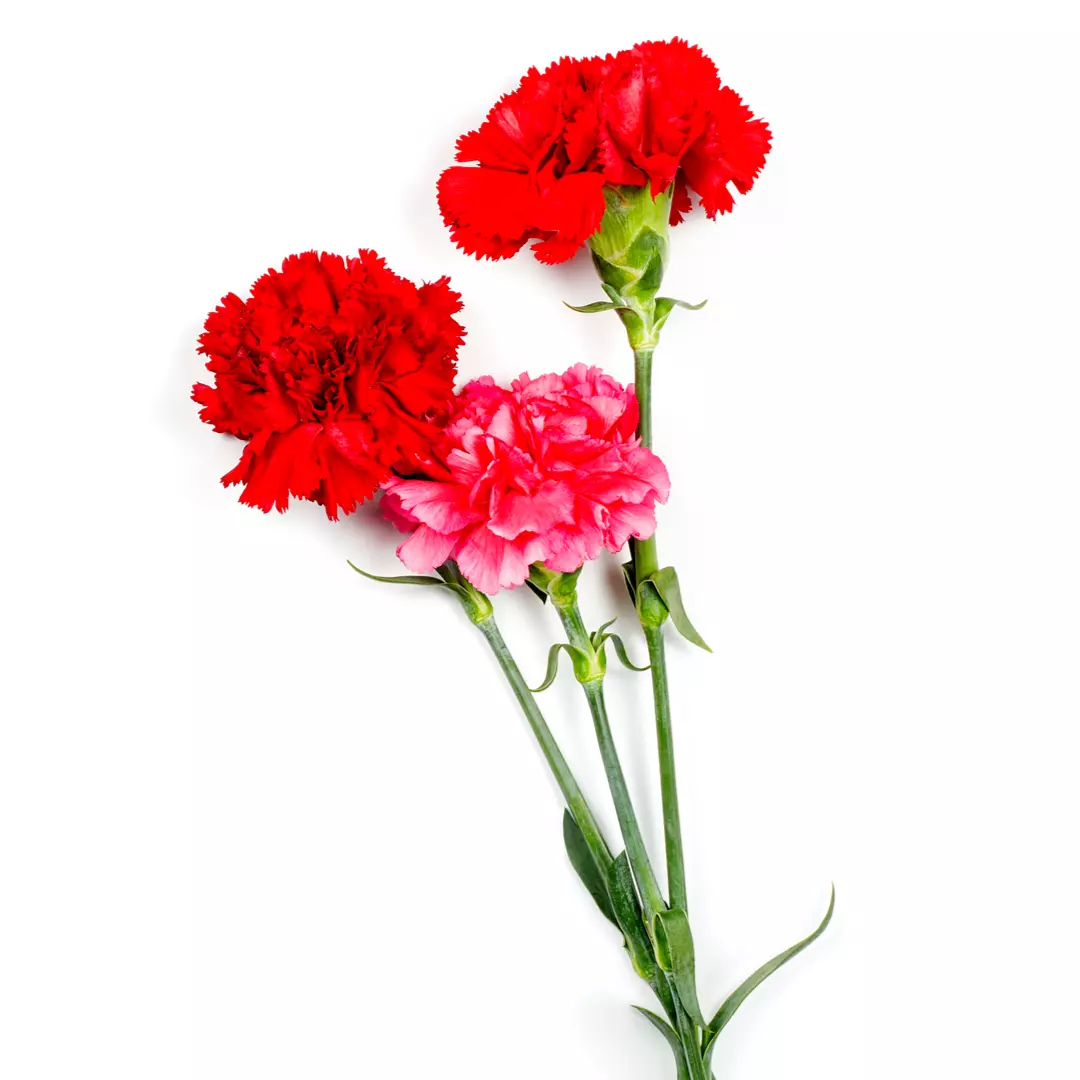 未使用 ミュシャ オードトワレ カーネーション 香水 95ml EDT ② 試してみた】ミュシャ オードトワレ カーネーション 1898の