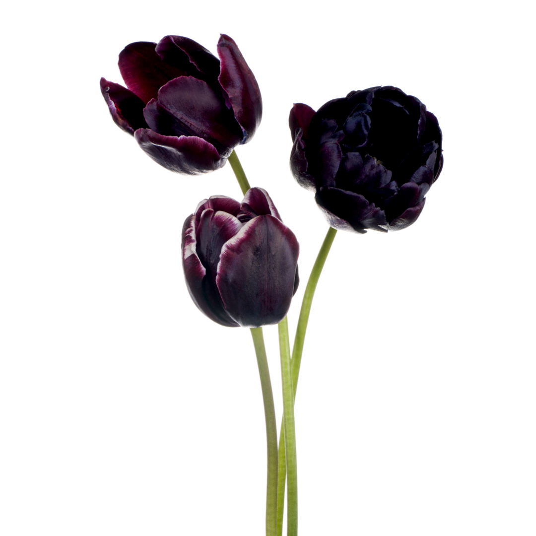 テンダー オーデパルファム - ミラーハリス (Miller Harris) | カラリア