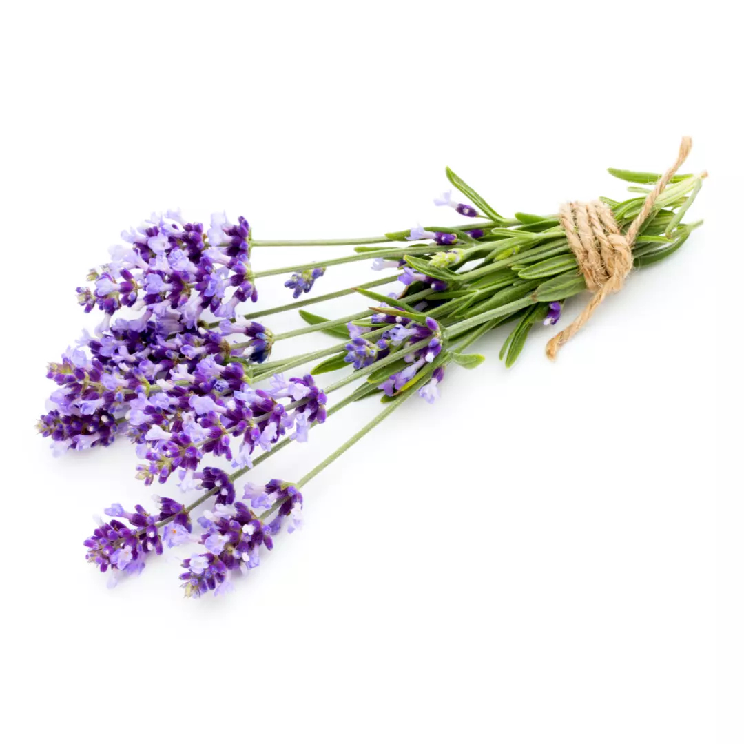 サイレント シェイド/下弦の月の香り 香水 | アブラクサス | お試し