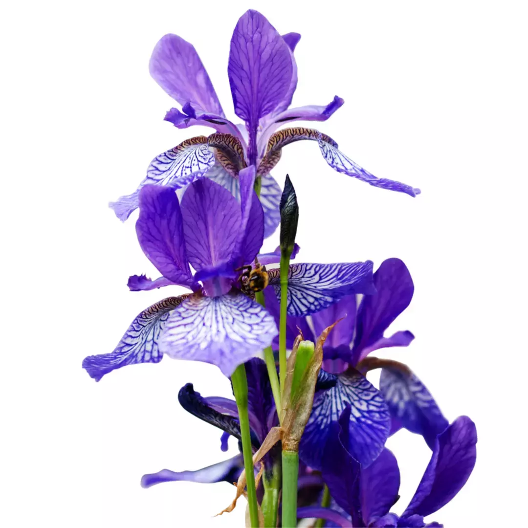 [正規品] ペンハリガン　ザ リベンジ オブ レディ ブランシュ 試してみた】ザ リベンジ オブ レディ ブランシュ オードパルファム