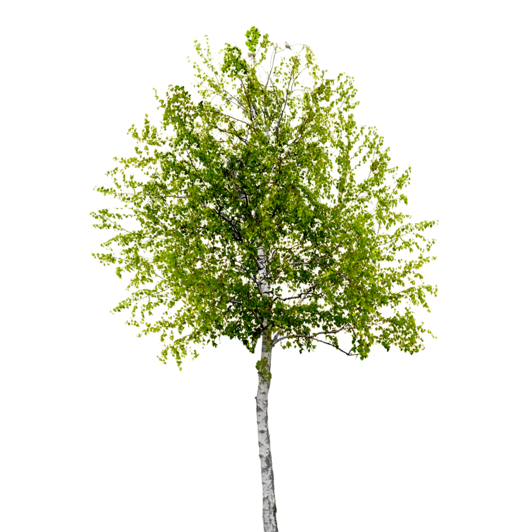 ポー・デスパーニュ - サンタ・マリア・ノヴェッラ (Santa Maria